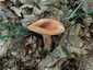 Kenyérgomba (Lactifluus volemus), Mátra